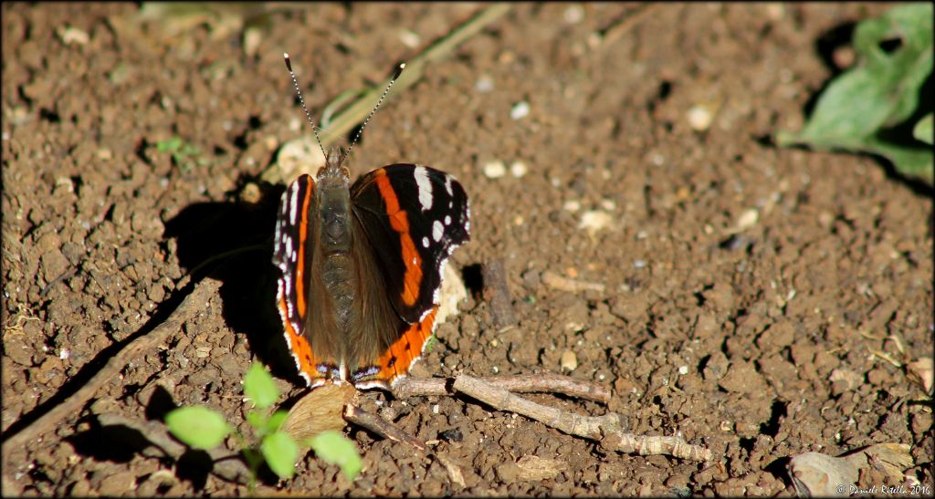 Vanessa atalanta, femmina